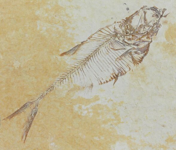 Bargain, Fossil Fish (Diplomystus) - Green River Formation #120371